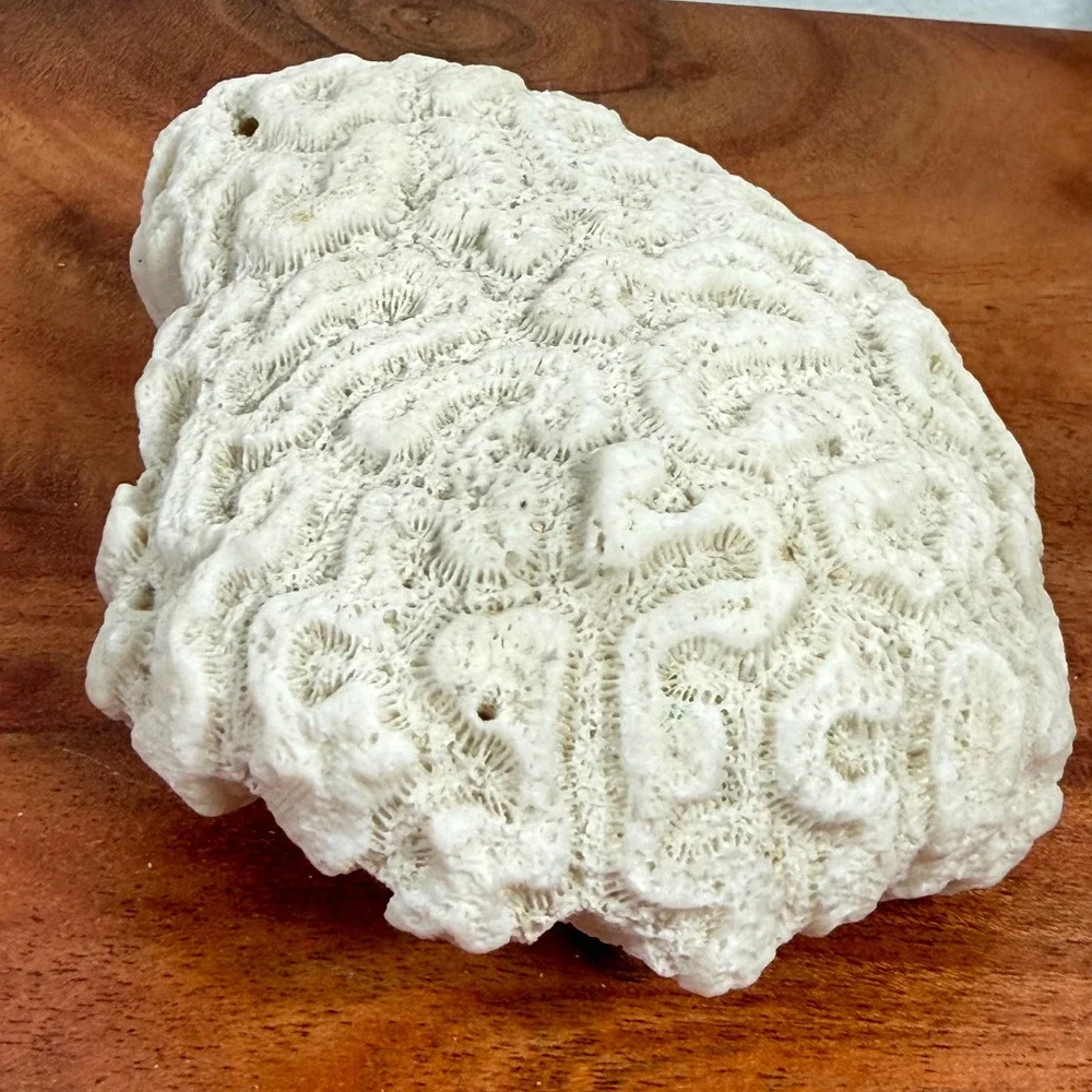 Fossilized Natural White Brain Coral Specimen Ocean Sea Life Coastal Decor 4.5‎